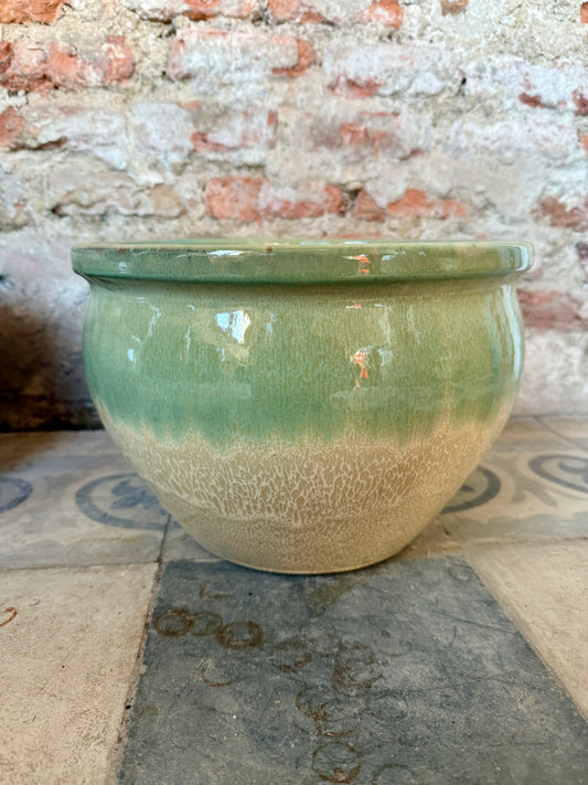 Iberis Degrade Verde