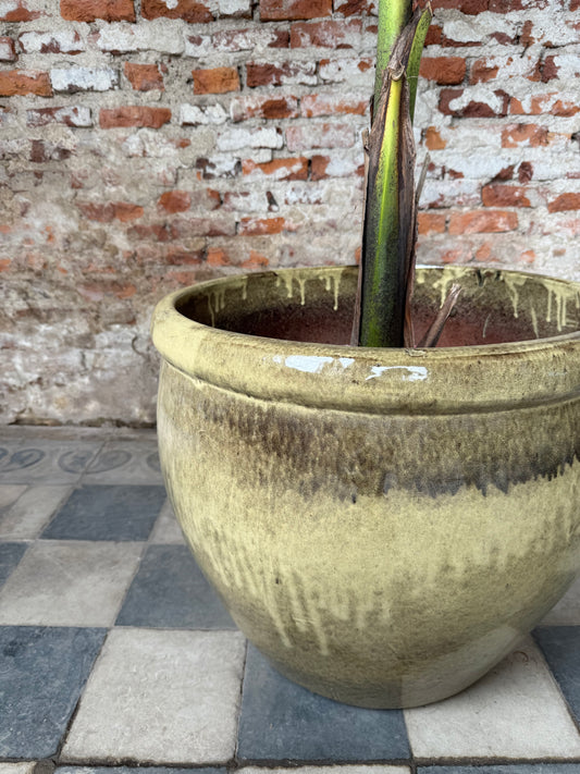 Iberis Amara Arena Tostado