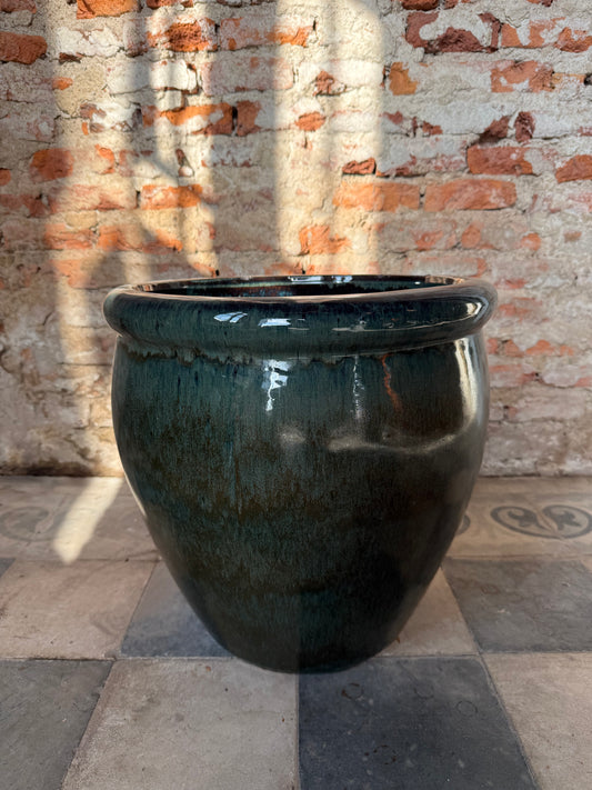 Iberis Amara – Tono Petróleo