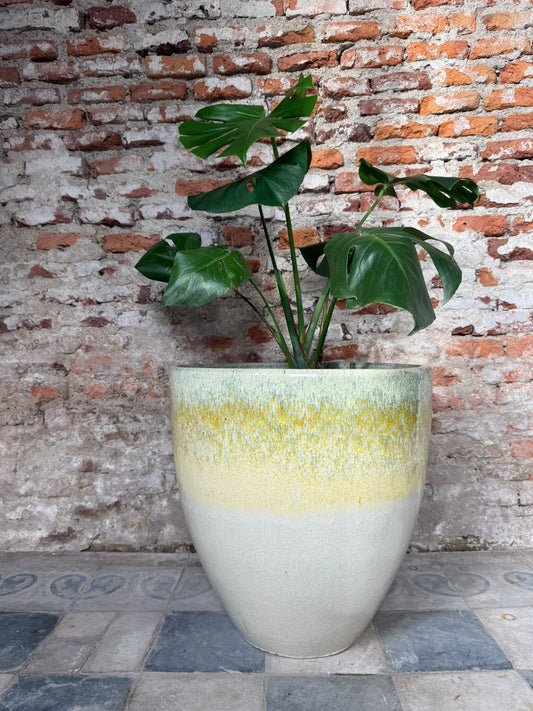 Duna Banco tiza y Amarillo suave