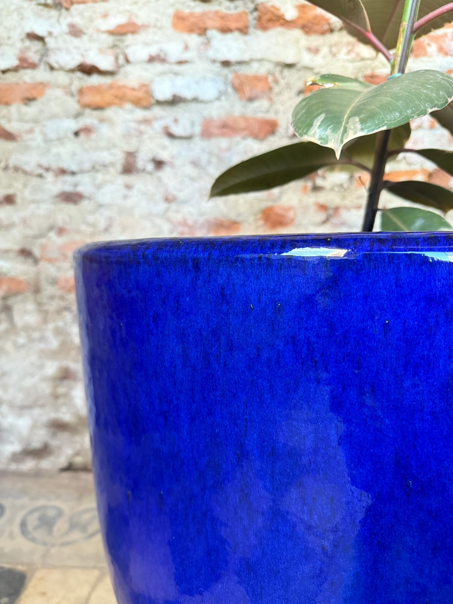 Noble Azul