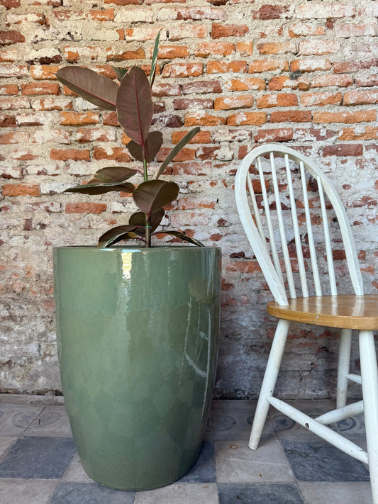 Regalía Verde Oliva