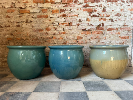 Iberis Amara – Borde Plano