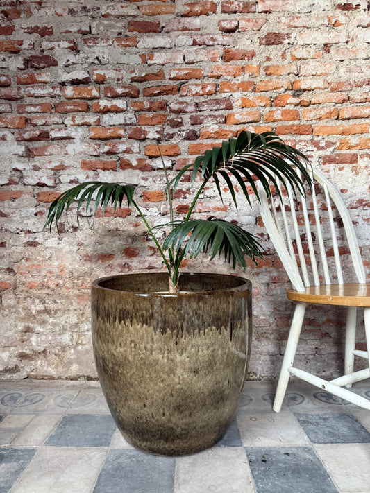 Noble Arena Mas Tostado