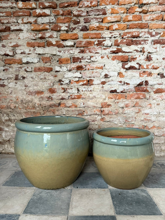 Iberis Amara Beiveraz