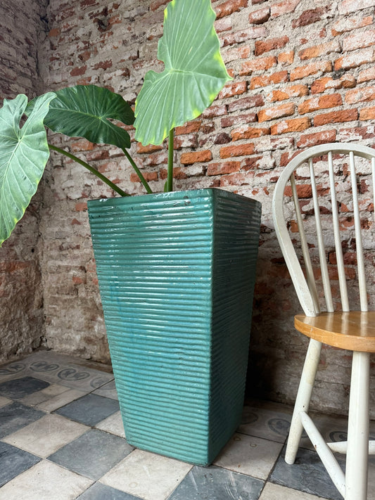 Corimbo Acanalado Turquesa