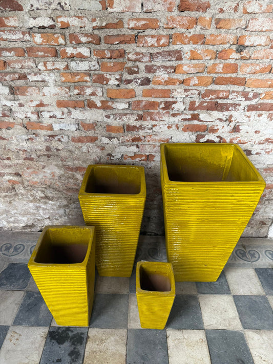 Corimbo Acanalado Mostaza