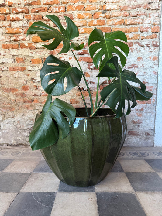 Altamira Verde Musgo