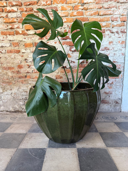 Altamira Verde Musgo