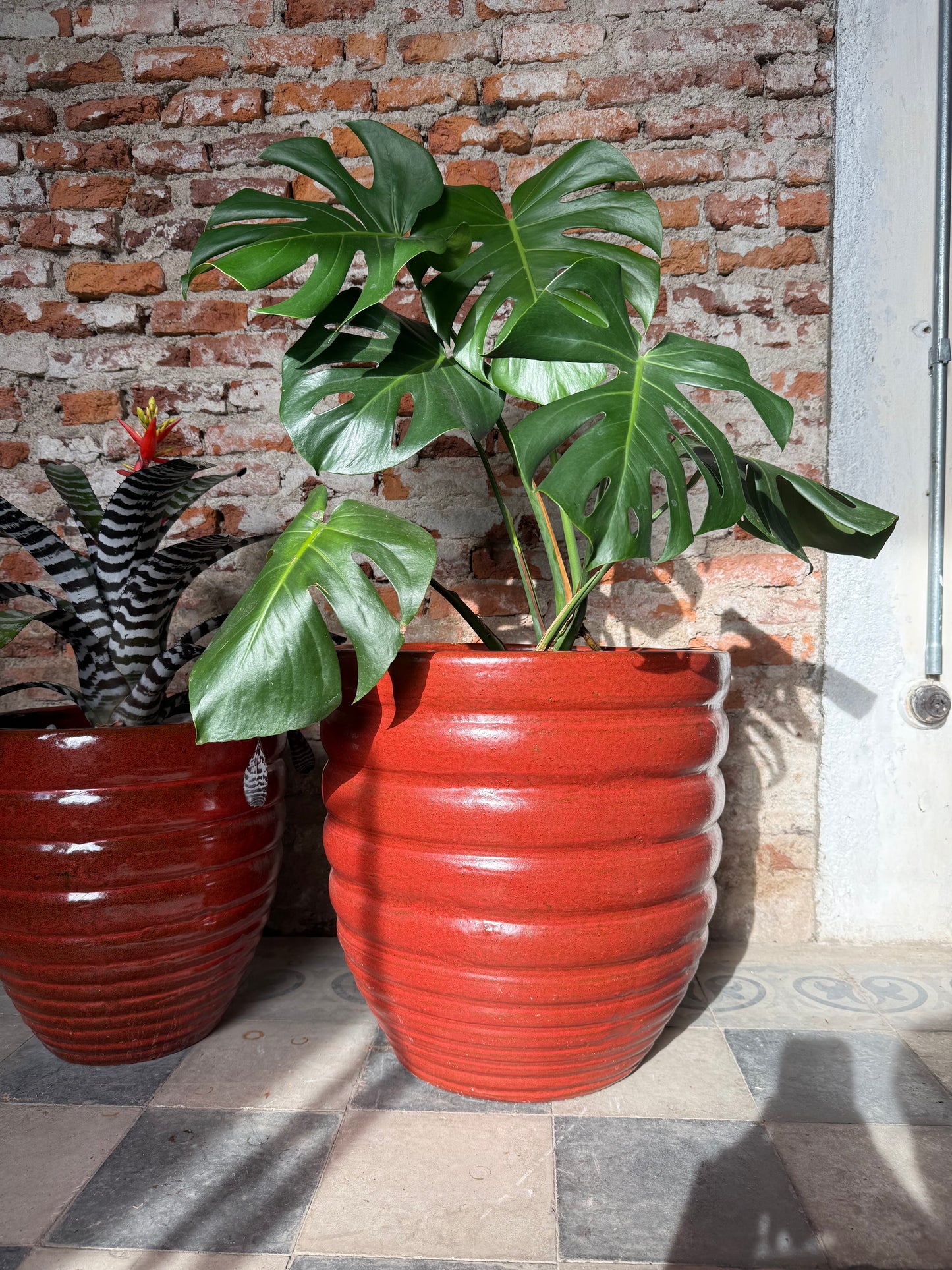 Adelfilla Rojo