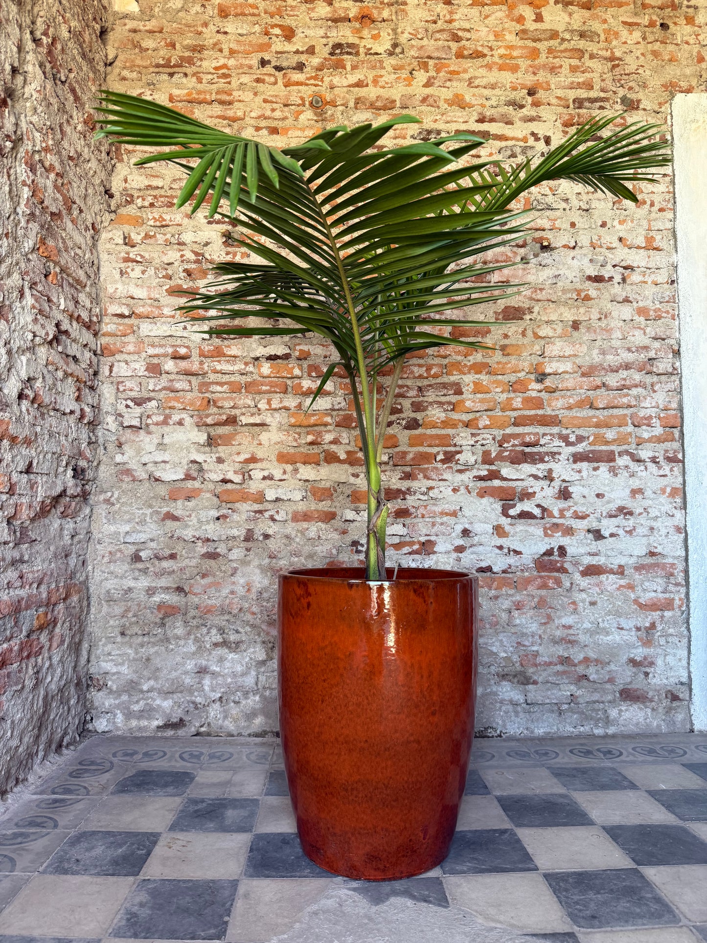 Regalía Safari