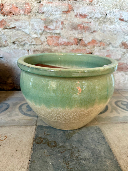Iberis Degrade Verde