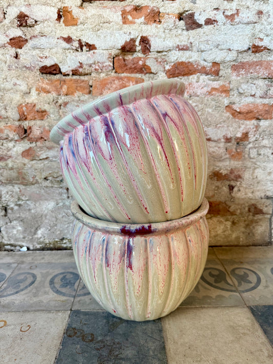 Cucurbita