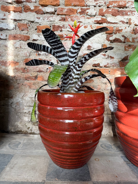 Adelfilla Rojo