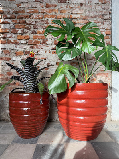 Adelfilla Rojo