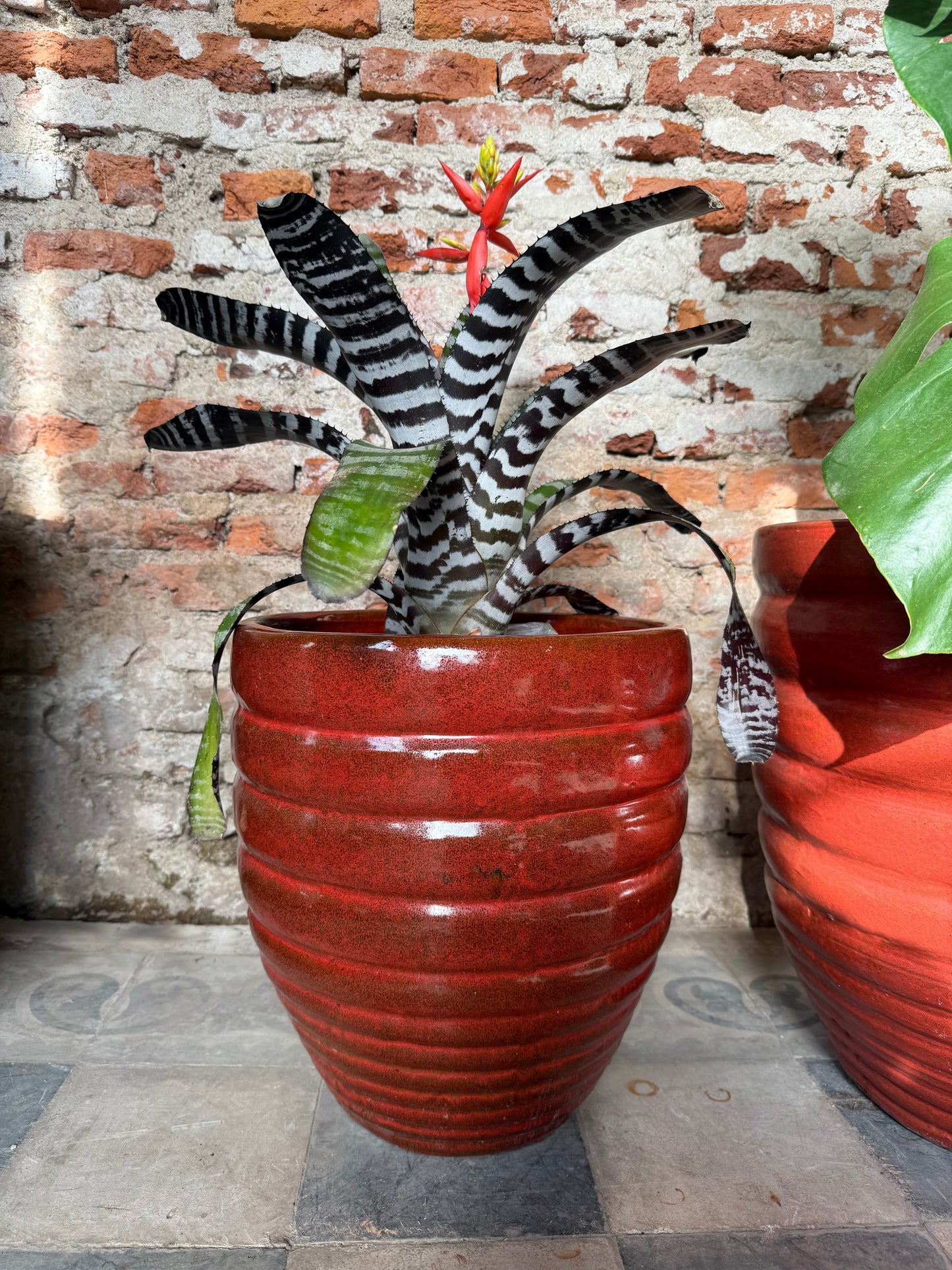 Adelfilla Rojo