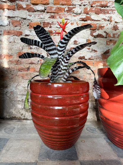 Adelfilla Rojo