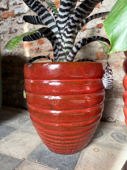 Adelfilla Rojo