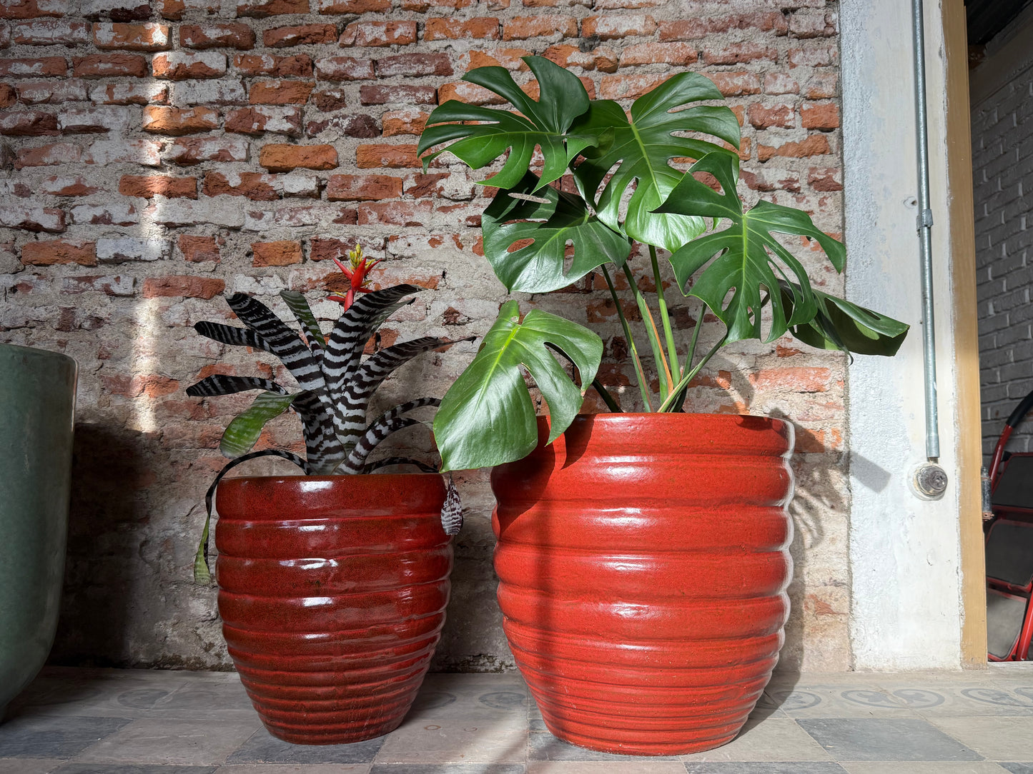Adelfilla Rojo