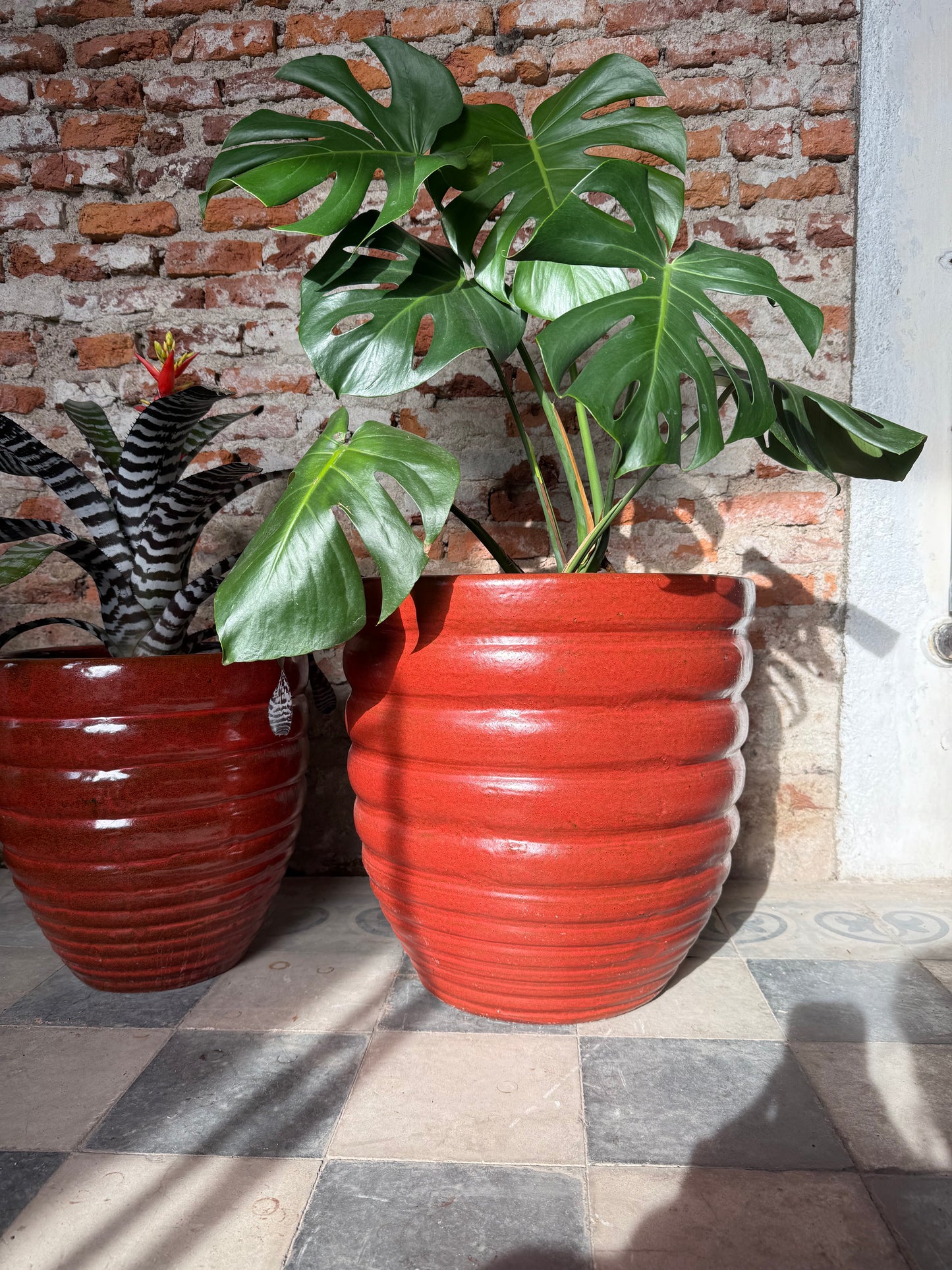 Adelfilla Rojo