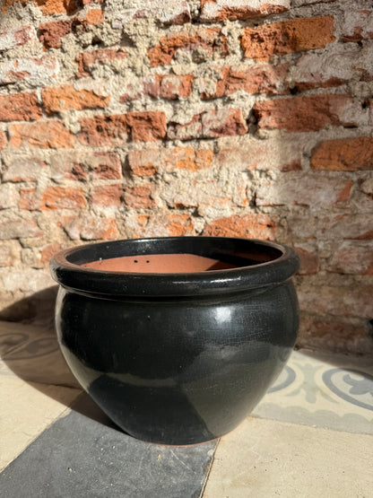 Iberis