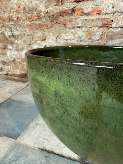 Pilea Verde Musgo