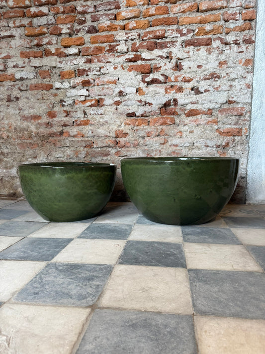 Pilea Verde Musgo