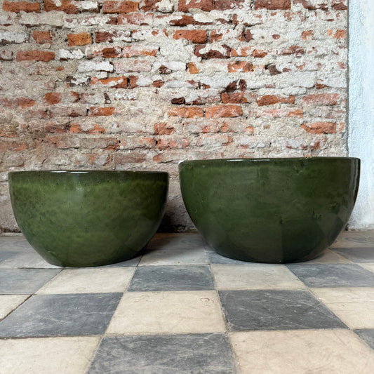 Pilea Verde Musgo