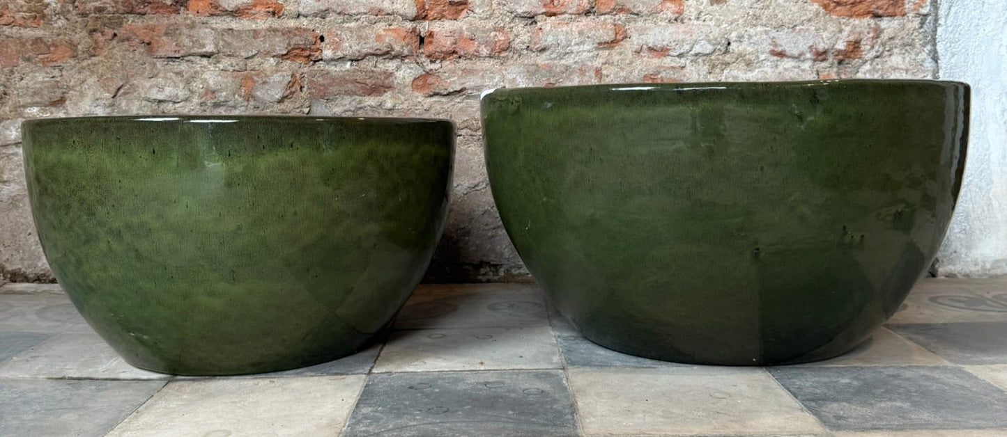 Pilea Verde Musgo