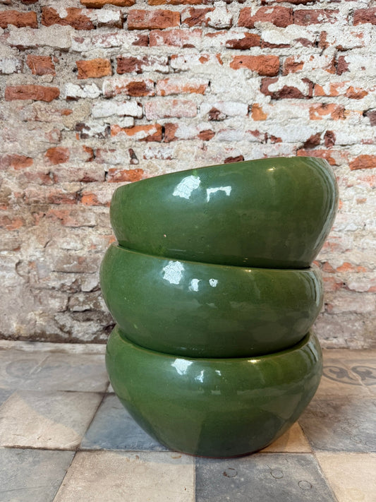 Pilea Verde Oliva