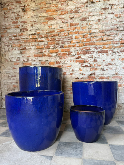 Noble Azul