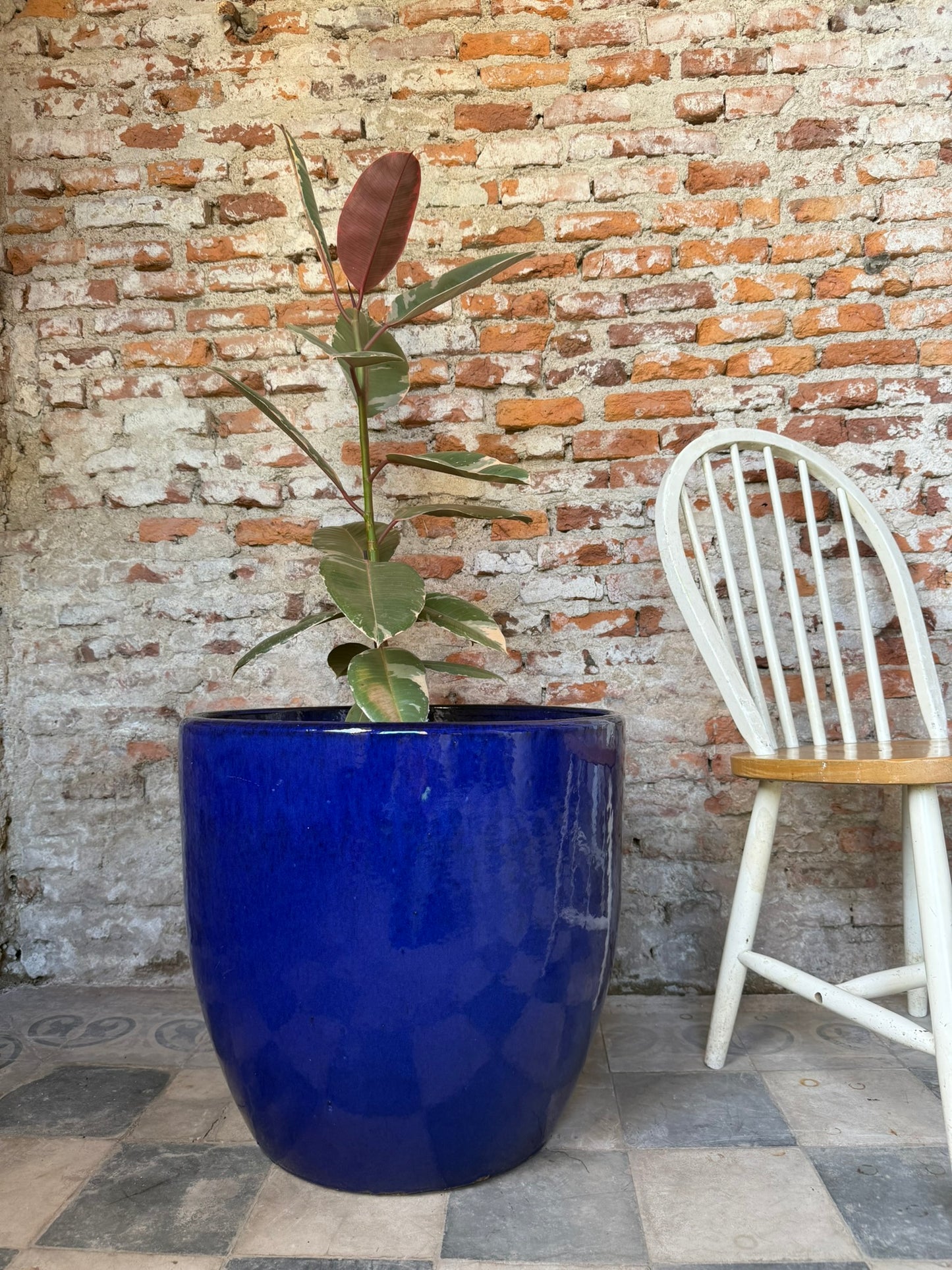 Noble Azul