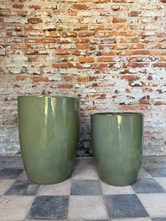 Regalía Verde Oliva