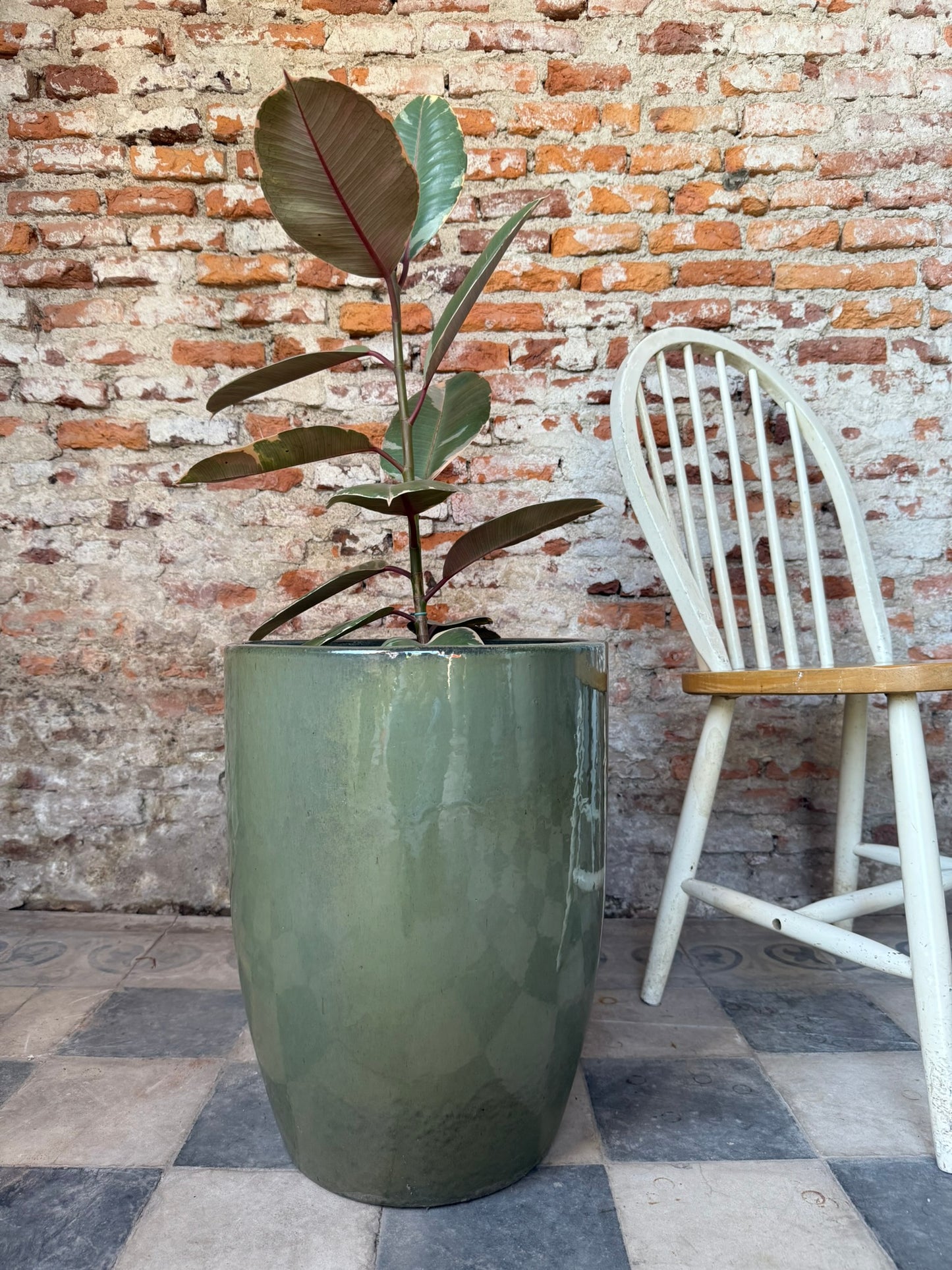 Regalía Verde Oliva