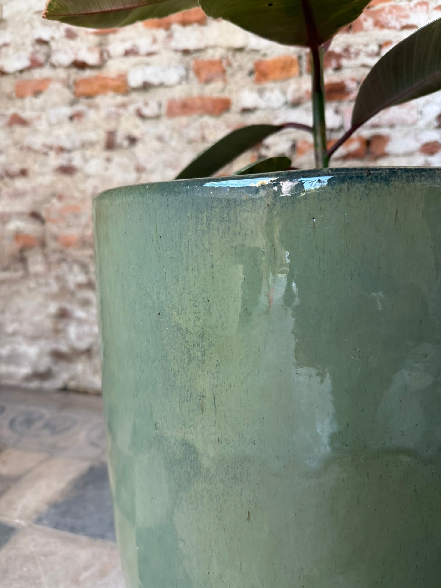 Regalía Verde Oliva