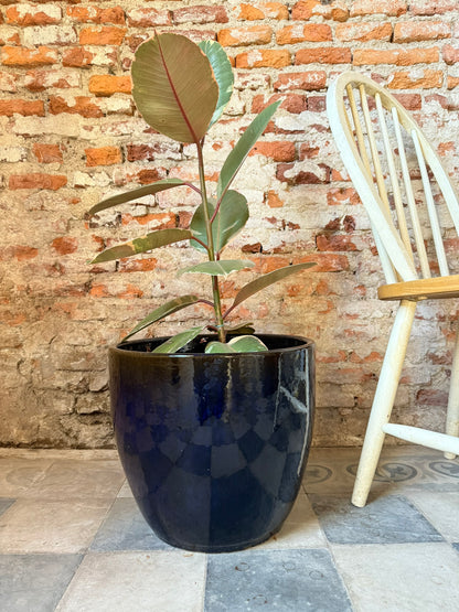 Noble Azul Obsidiana