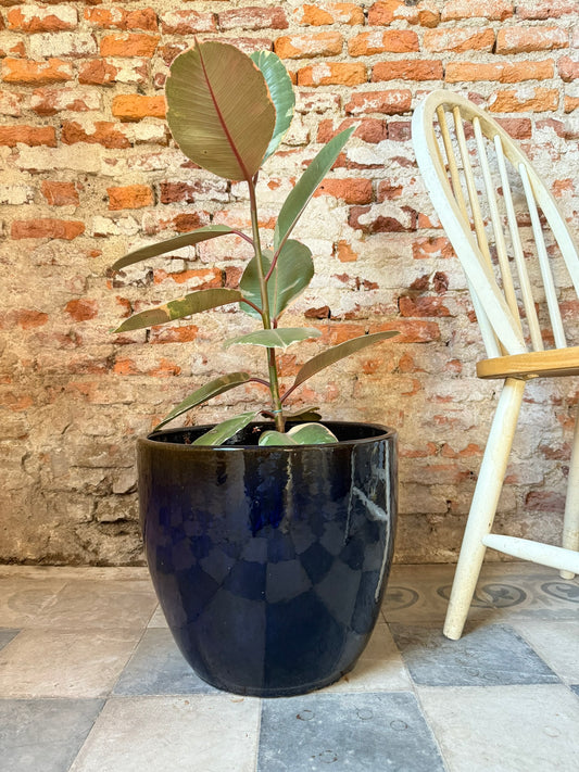 Noble Azul Obsidiana