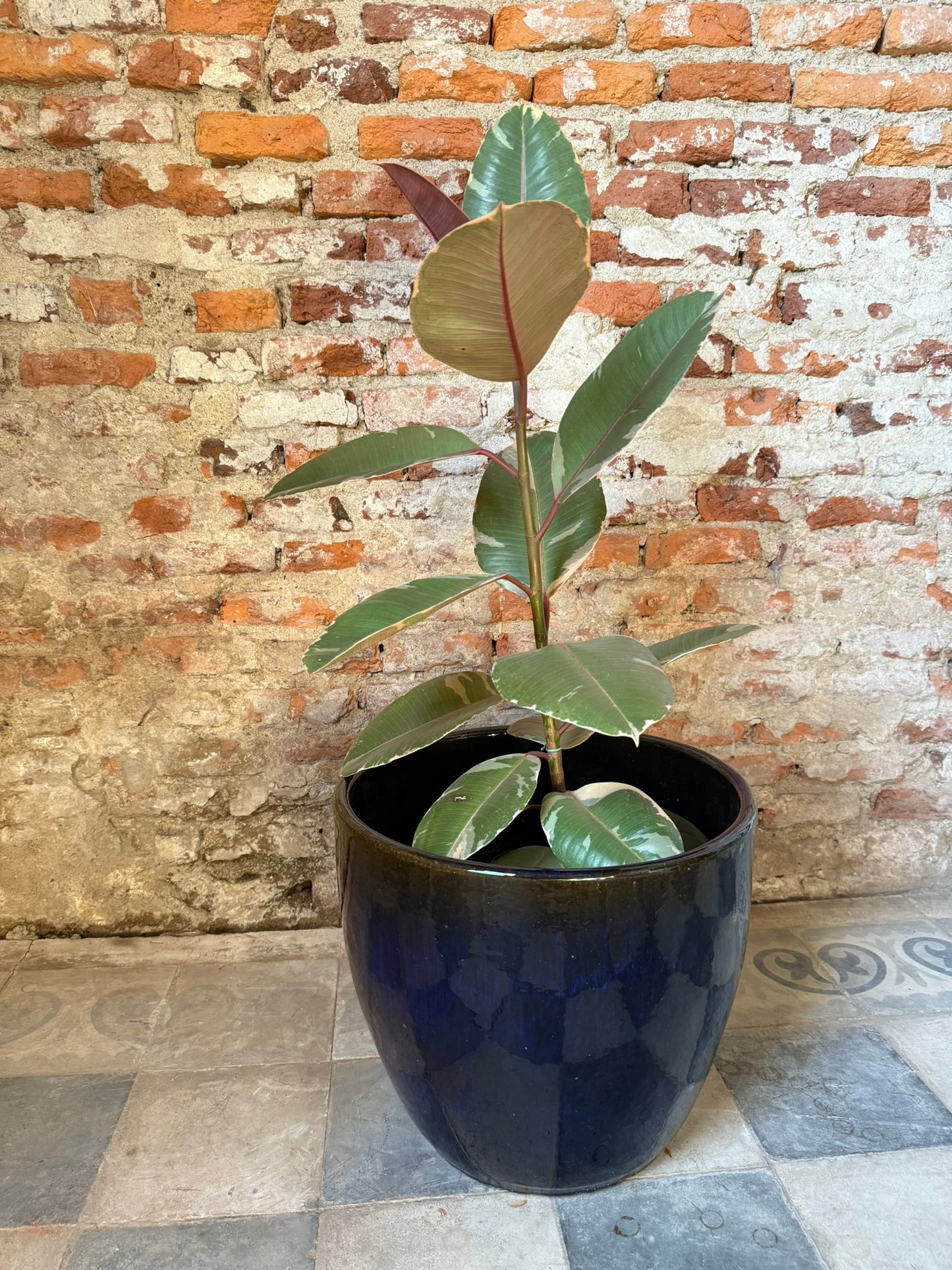 Noble Azul Obsidiana