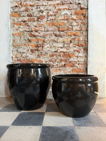 Iberis Amara Negro