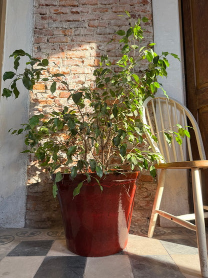 Bostrice roja