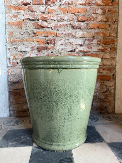 Campanilla Verde Seco