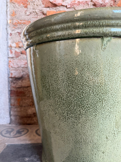 Campanilla Verde Seco
