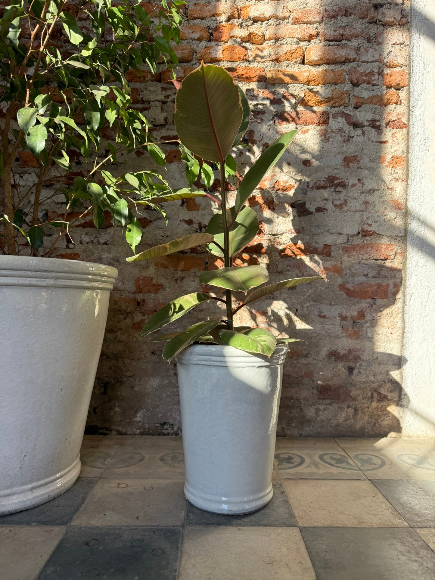 Campanilla Blanco