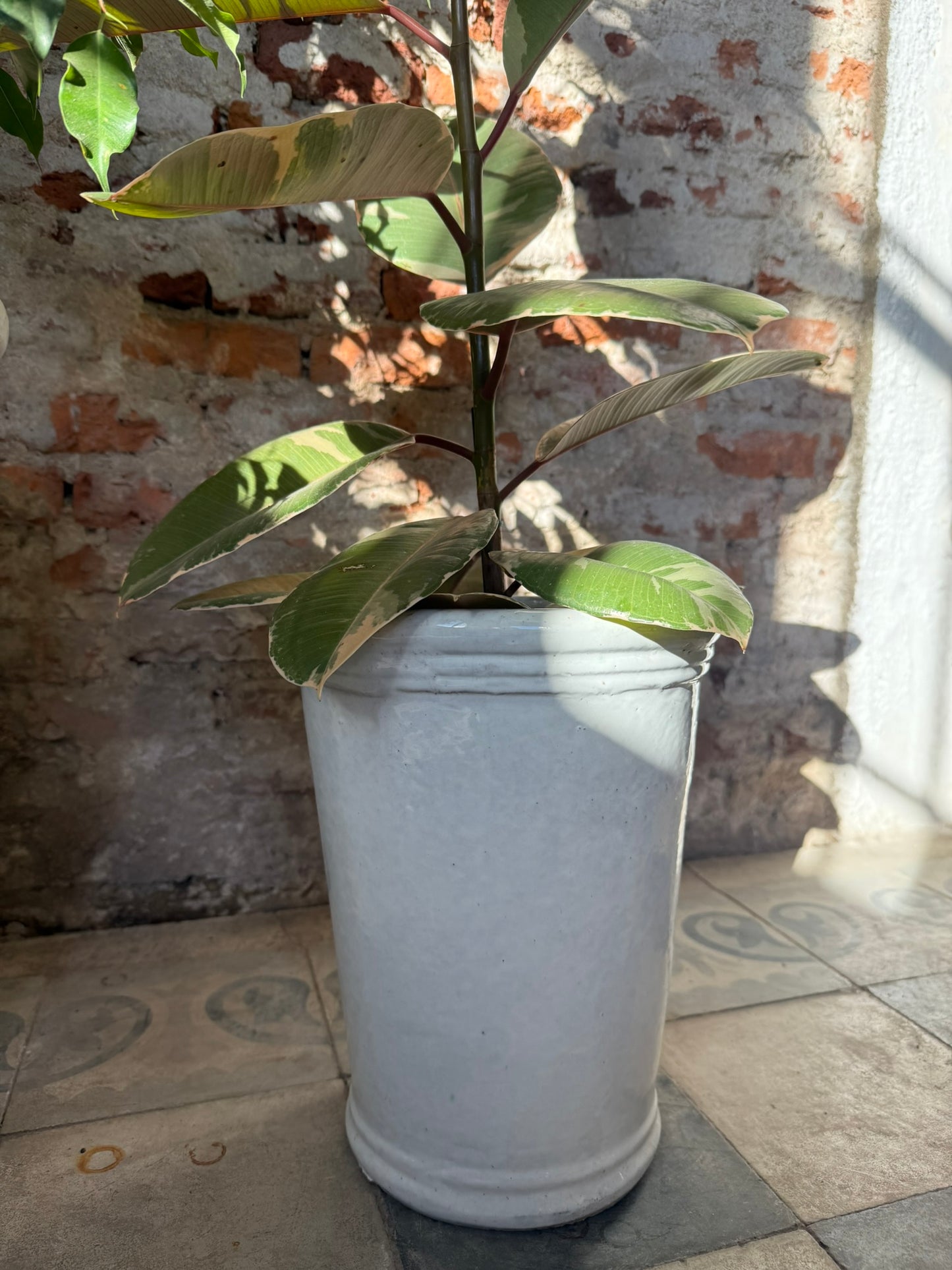 Campanilla Blanco