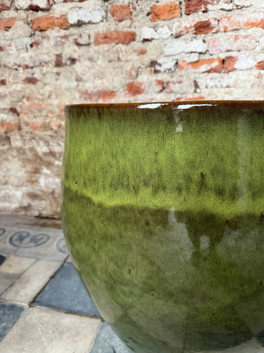 Alondra Verde Musgo