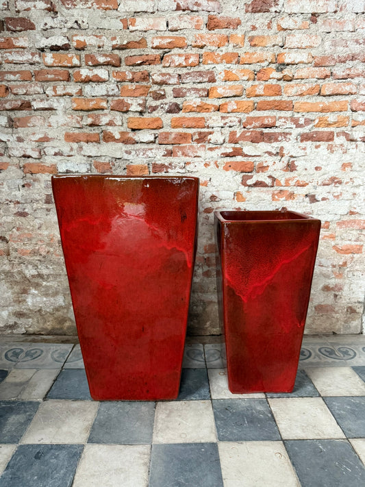 Corimbo Rojo
